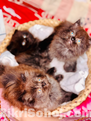 Traditional Persian kittens
